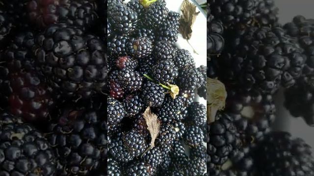 #ежевика #сладкаяягода СЛАДКАЯ, СПЕЛАЯ, КРУПНАЯ ЕЖЕВИКА. СБОР ЯГОД. ТОЧНЕЕ УЖЕ ЕГО ПОЕДАНИЕ