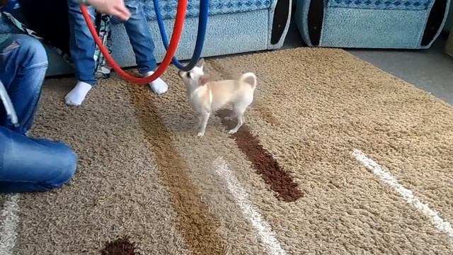 Миле 4 месяца, дрессировка.