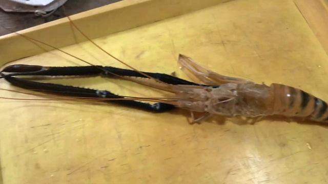 Монстр полинял.