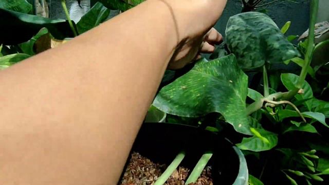 Ang Dami Nilang Bagong Dahon/Tisay Collection