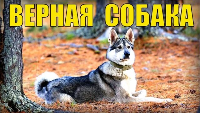 САМЫЙ ВЕРНЫЙ ДРУГ СОБАКА СПАСЛА ЧЕЛОВЕКА от МЕДВЕДЯ - ЖИЗНЬ В ТАЙГЕ ОХОТА НА СОБОЛЯ В ЛЕСУ С ЛАЙКОЙ