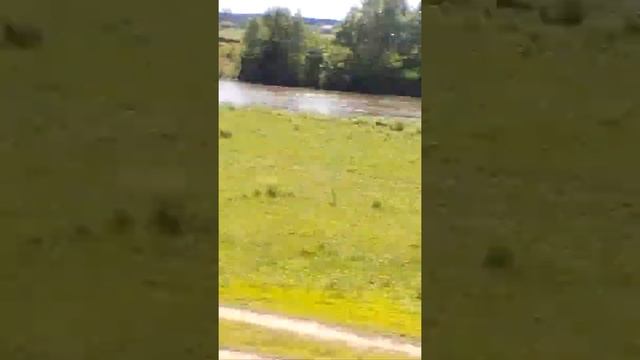 Коровы бегут вместе со спортсменами