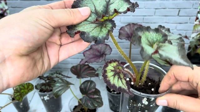 D92589a7b1af24a44dcc63dfe981a9f5