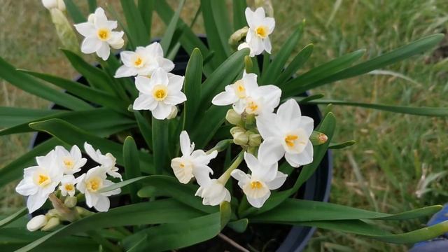 Narcissus Polly's Pearl, A Tazetta Daffodil With Sweetly Scented White Flowers Mostly Facing Upward