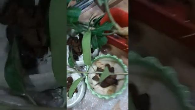 Part1 Bonsai -adenium ,ficus,Banyan  And Cactus Garden-sangeeta Sundeck Garden