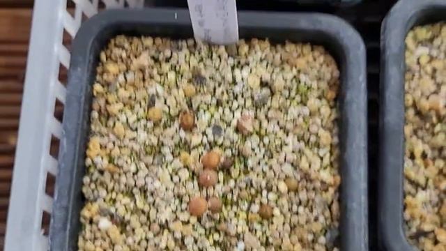 살아있는돌 보석같은 리톱스 기우기 (악셀스로즈 악셀로즈 화이트레빗 프레드레드헤드 Succulents 多肉植物 たにくしょくぶつ)