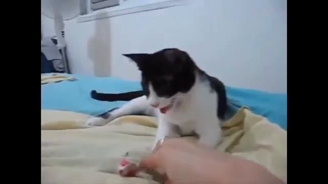 Новый видео прикол!Кот думает что он собака!Ржач до слез!