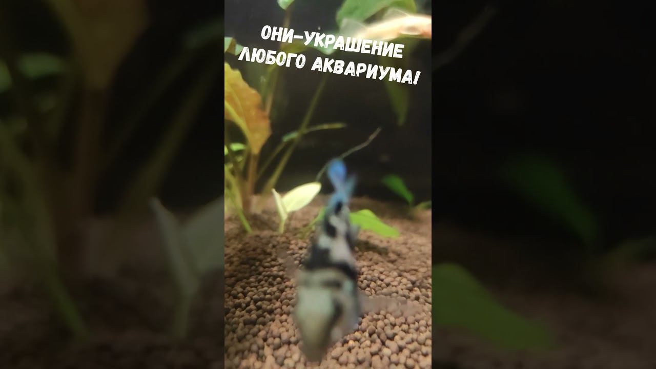 ОНИ - УКРАШЕНИЕ ЛЮБОГО АКВАРИУМА   #аквариум #shorts  #videoshort  #побугайчики