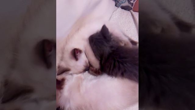 Котенок ест титьку у котенка ха-ха обаржешься:-)