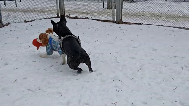 Кавалер и Бульдог - лучшие друзья!