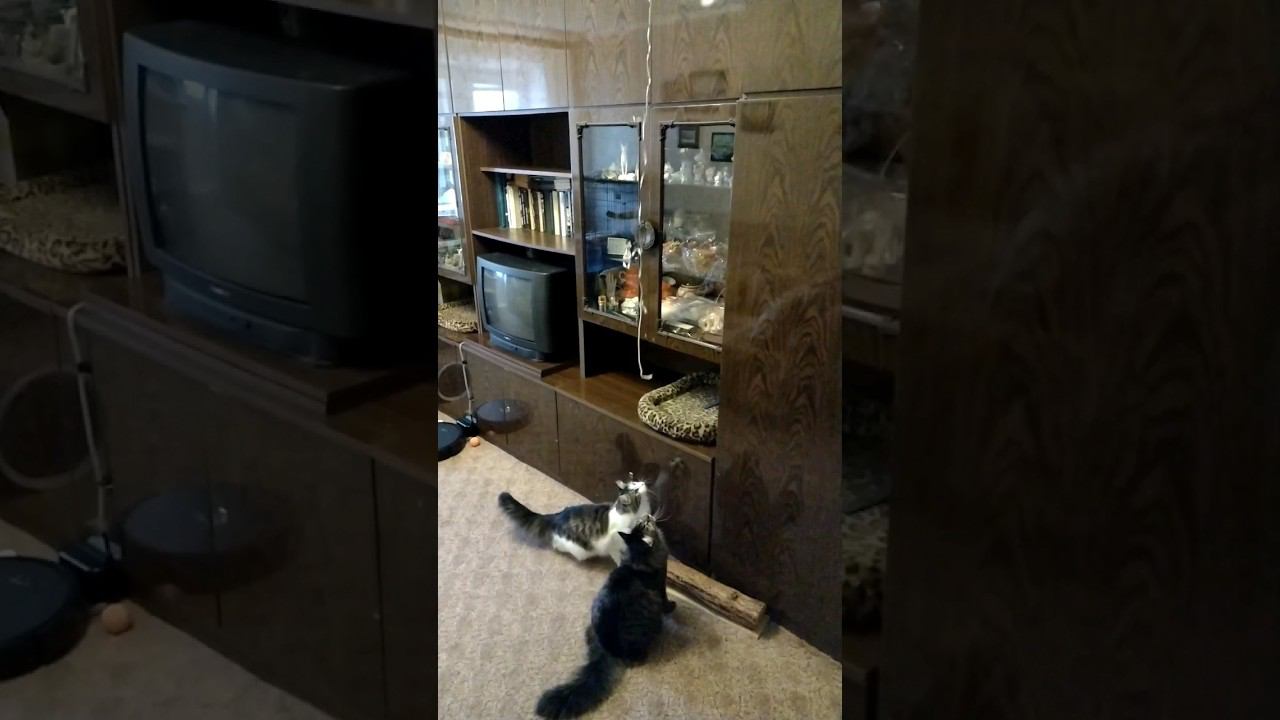 Саня хотел утащить шарик, но что то пошло не так. #кошка #cat #gato #katze #chat #kedi #猫 #고양이 #貓