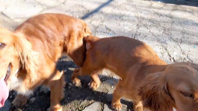 American Cocker Spaniel Ciflesmesi Naya&Çakal