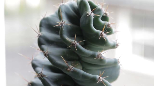 Houseplant Tour 2018 - Living Room