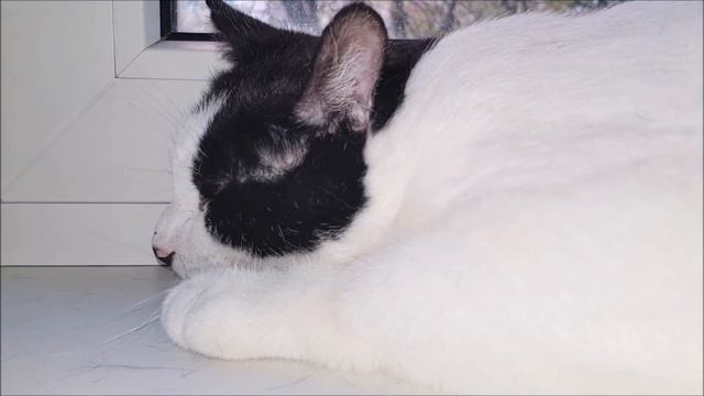 Намурчите мне кошки уют.