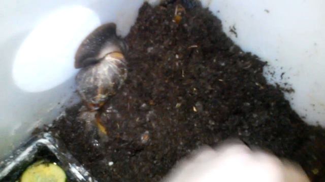 Все мои животные