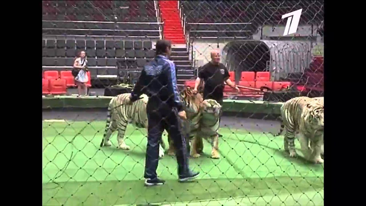 Цирковая арт терапия Санкт-Петербург