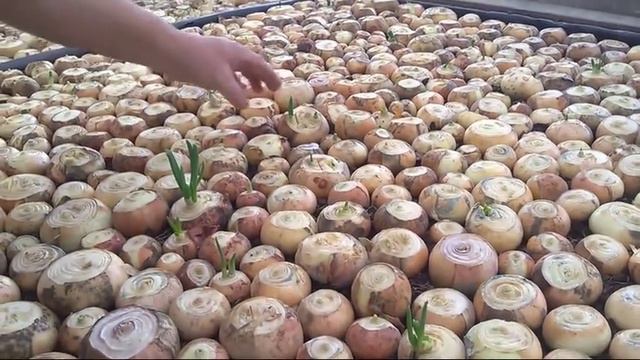 87/18  Лук / эксперимент Часть 2.