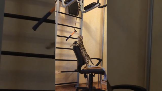 Бенгальский кот с молотком!