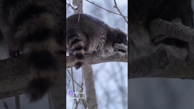 Clip644471245_456239125.mp4