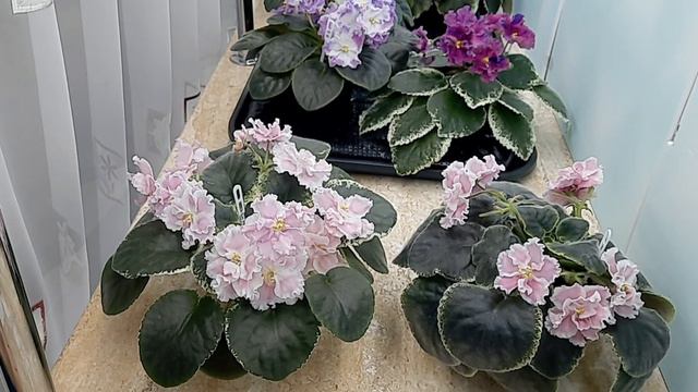 Ответы на ваши вопросы о грунте, моих методах посадки листа и что поможет фиалочке зацвести.