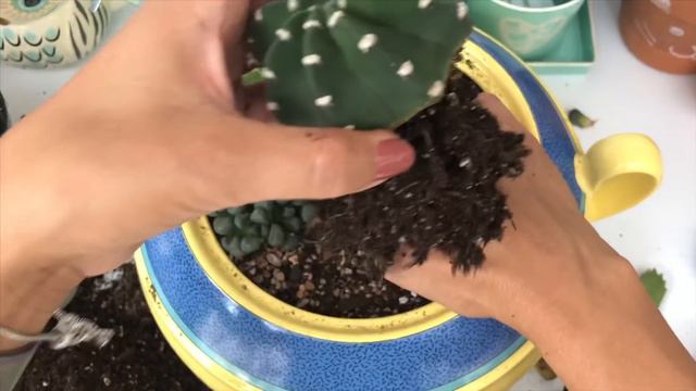 Succulent Unboxing/ Weirdo Succulent Arrangement With Lithops 4/25/19