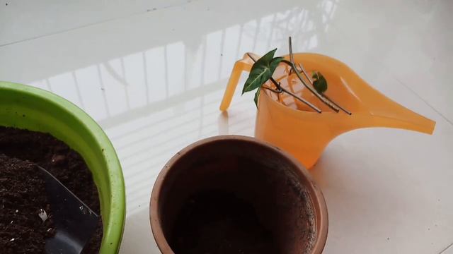 Growing Syngonium From Cuttings 🌱