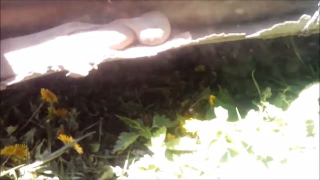 Автомобильное сообщество