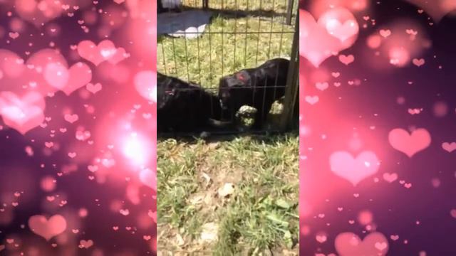 Питомник НАШ АНГЕЛ. Помет 