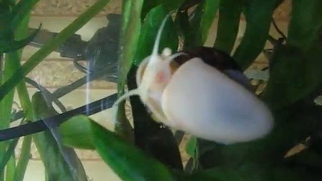 6-ти месечная Ампулярия после откладывания икры