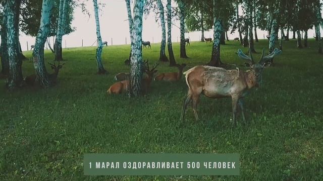 ANTLER - лечебные панты марала