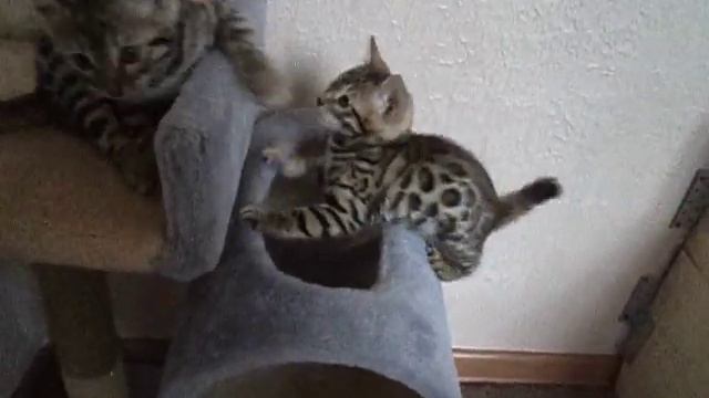 Бенгальские  котята  ,мальчишки 1,5 месяца