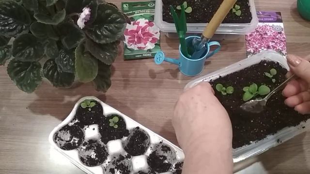 #петуния #пересадка