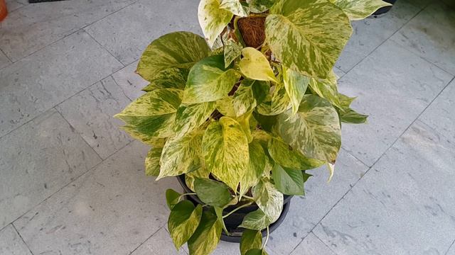 Marble Queen Pothos | Epipremnum Marble Queen | मार्बल क्वीन मनी प्लांट केयर | Care And Propagation