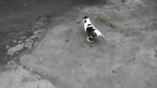 кот на льду
