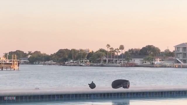 смешные животные 2