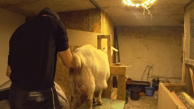 НЕ ОТХОДИТ ПОСЛЕД  / РУЧНОЕ ОТДЕЛЕНИЕ ПОСЛЕДА / ПЕРЕЕЗД В ДЕРЕВНЮ