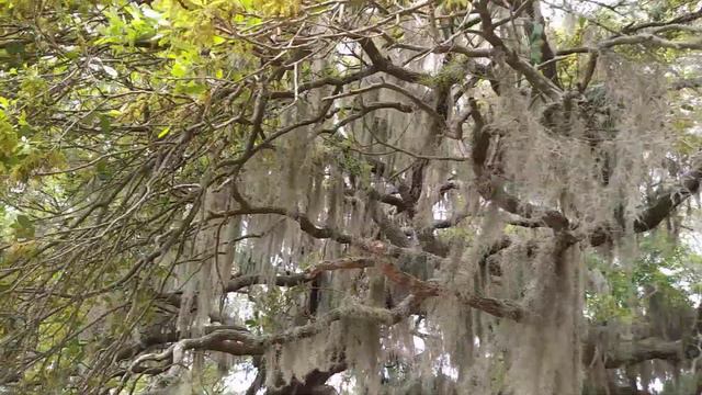 Spanish Moss