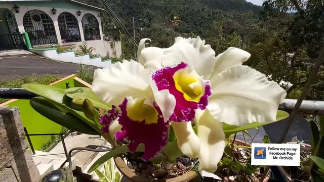 Cattleya Blc. Pratum Green 'Bonserm' Orchid Orquidea