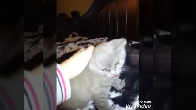 Как научить кошку команде 