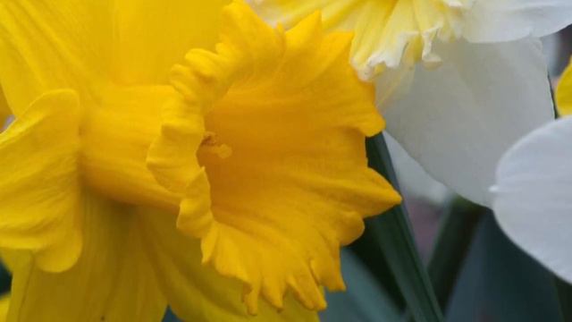 Colorblends Bulb Order!!! (Tulips, Daffodils, And Alliums!)