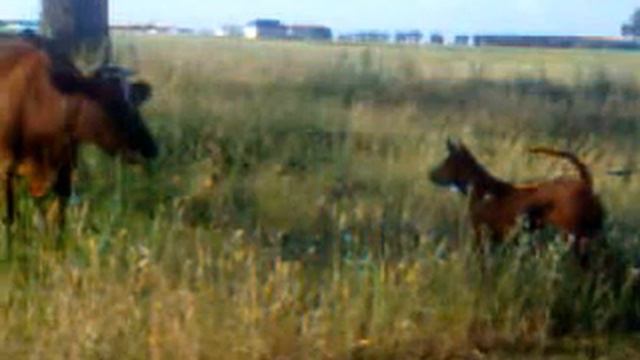 Тайский Риджбек Щенок , знакомство с коровой:))) Питомник Тайских риджбековг. Киев.