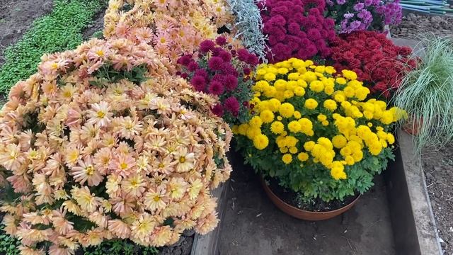 Цветёт хризантема мультифлора. Когда её убирать на зимовку?