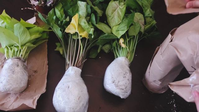 Plants Unboxing!!! What Did I Get??? | Not Sponsored