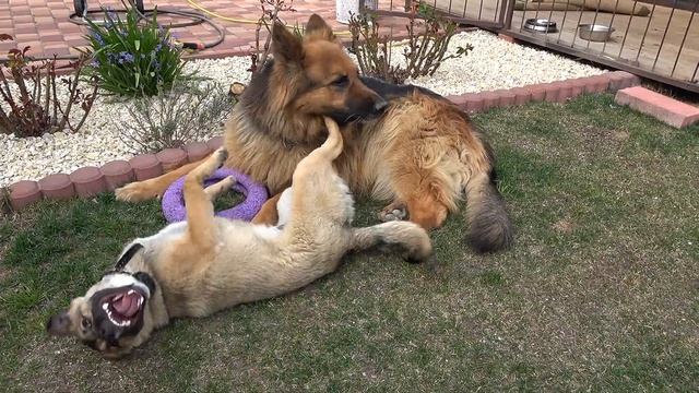 Аргун V.S. Баграм. Кобель длинношерстной немецкой овчарки и смелый двор терьер. Одесса. Украина.