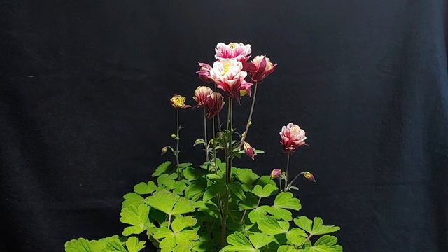 장미매발톱꽃 개화