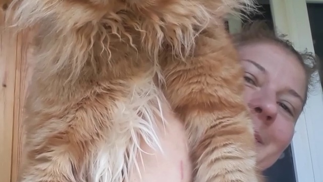 Кот мейн кун  Джокер.