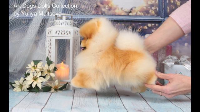 Померанский шпиц щенок.