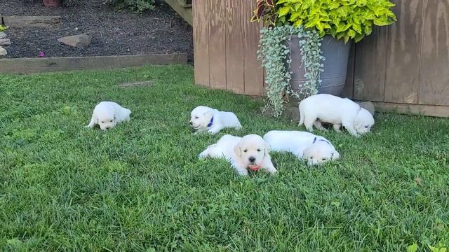 Rose's Puppies At 4 Weeks