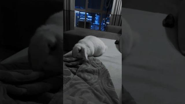 УМИРОТВОРЕНИЯ И СЧАСТЬЯ милые ЖЕНЩИНЫ 
С 8 МАРТА 🫶#shorts