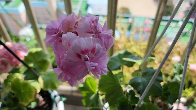 #pelargonium, #제라늄, 파종이 소식, 제라늄 꽃이 피었습니다.